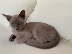 Mayla Katze