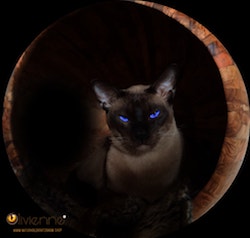 Katze im Olivenholzfass
